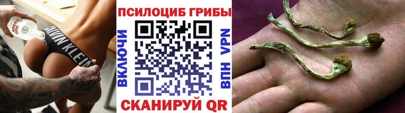 Псилоцибиновые грибы Cubensis  Новошахтинск 