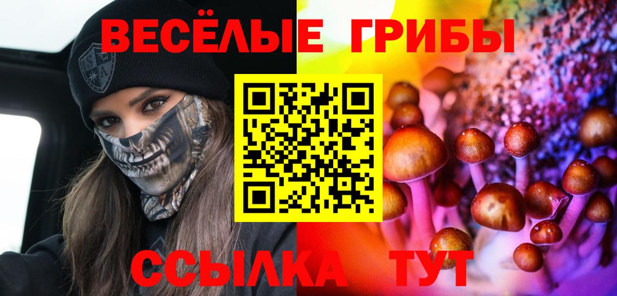 Псилоцибиновые грибы Cubensis  где купить   Новошахтинск 
